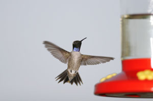 Keeping Bees Out of the Hummingbird Feeder   ThriftyFun