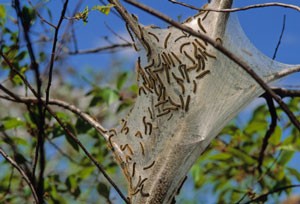 types of fuzzy yellow green caterpillars in ontario