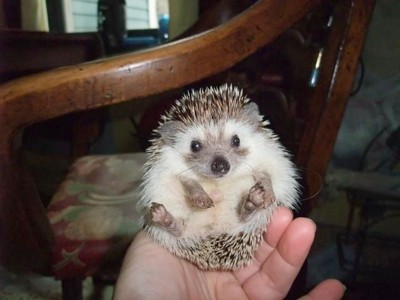 Hedgehogs Why Don. Hedgehogs are thrifty pets.