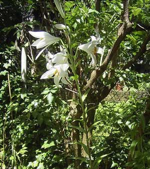 madonna lily